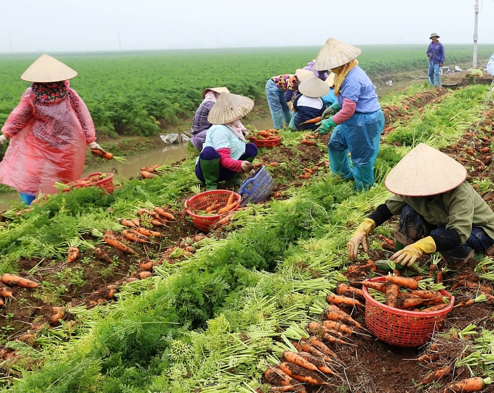 Trung Quốc thiếu nông sản, Việt Năm tăng tốc đón thị trường - Công ...