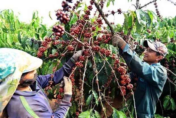 Coffee export faces pressure from global uncertainties after record year hinh anh 1